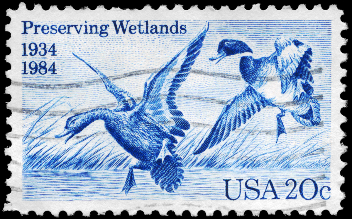 Example of a historical duck stamp.