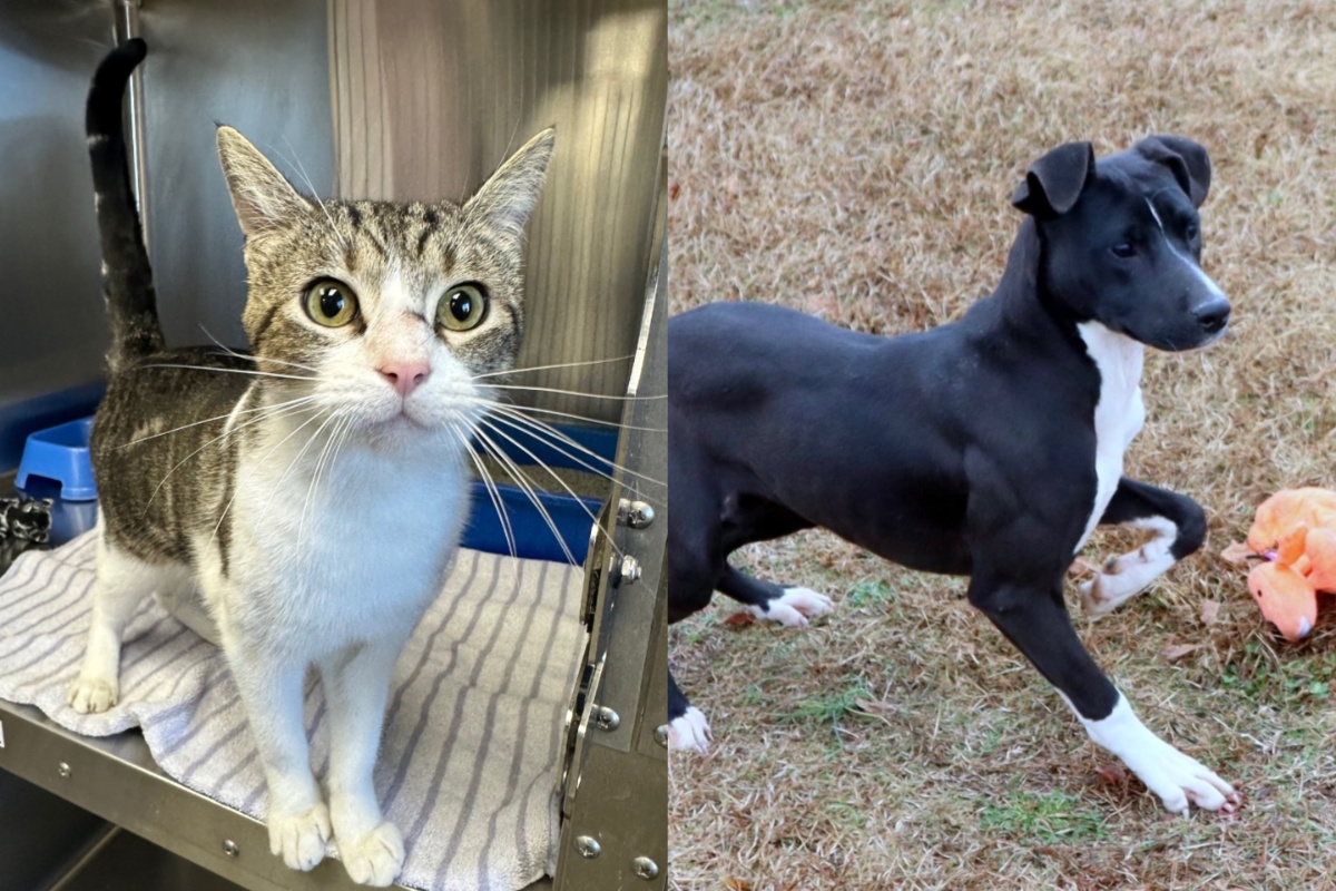 Pets of the Week – Dec. 24