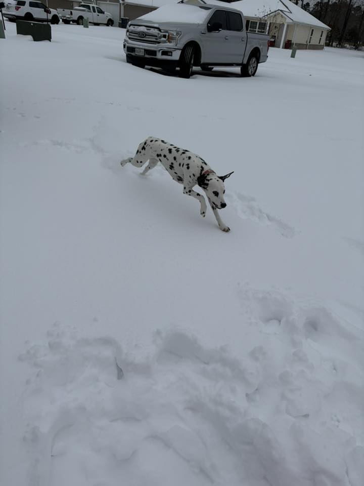 dalmation dog running in snow