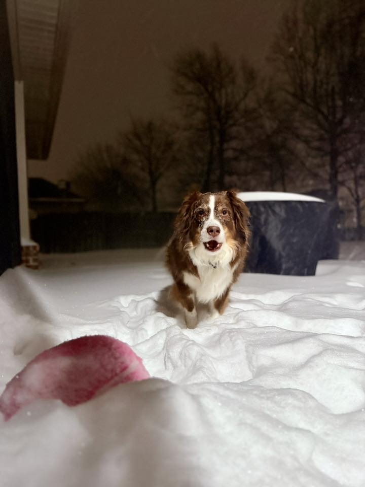 brown and tan dog in the snow