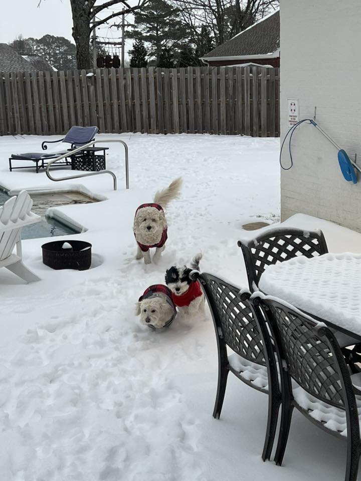 three dogs in snow covered backyard