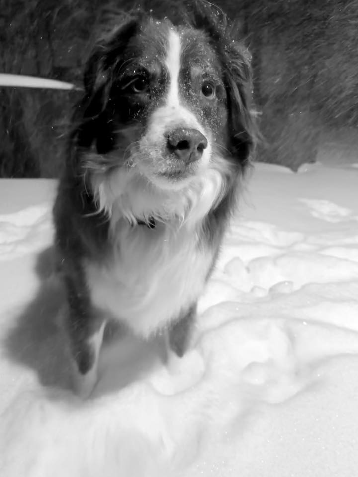 black and white dog in snow