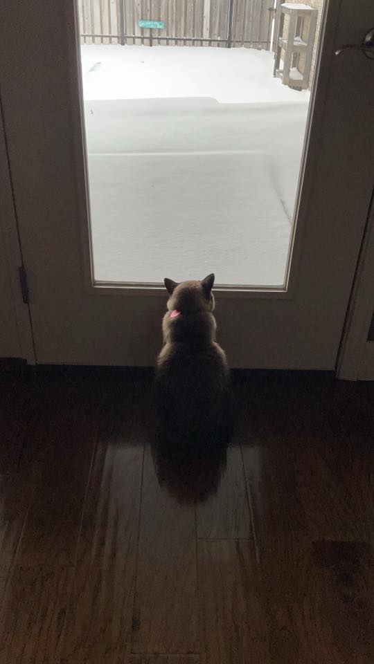 cat looking out at snow covered patio