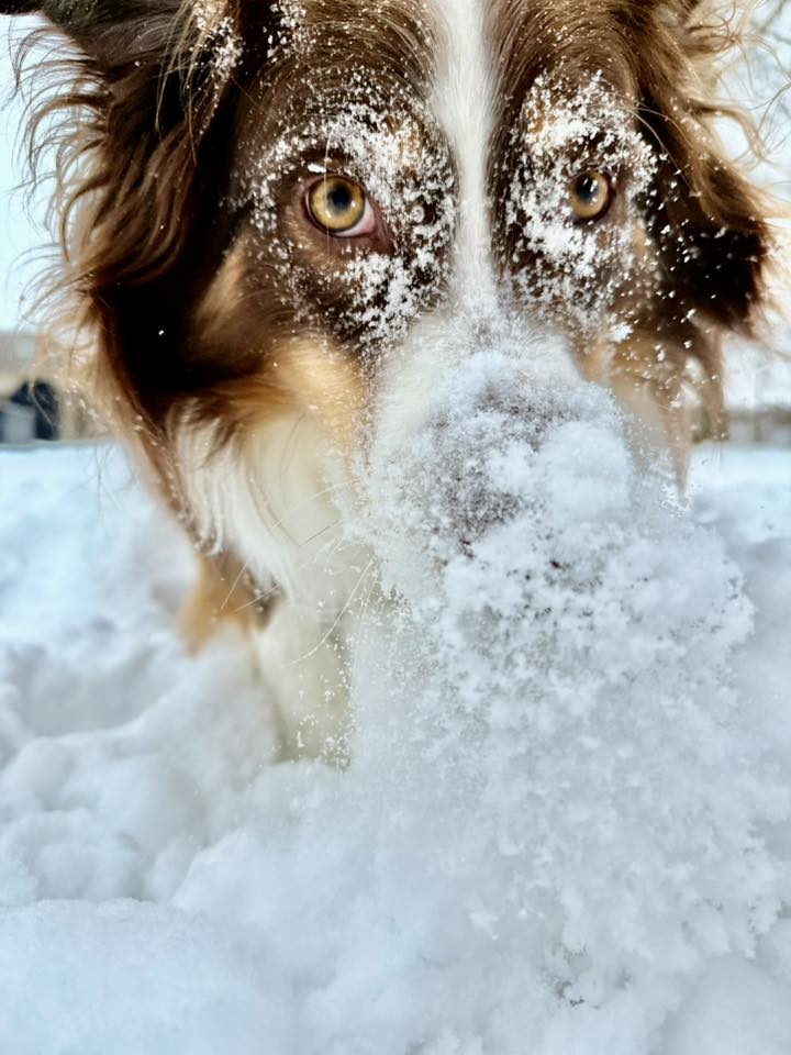 Close up of brown and cream dog in snow