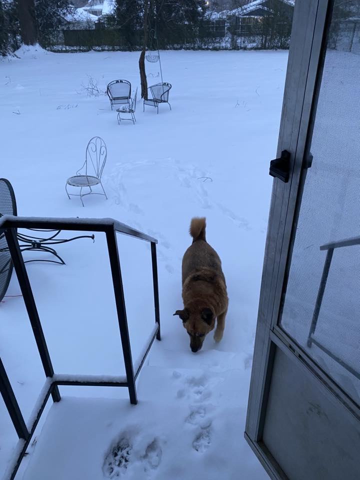 Dog at base of stairs in snow