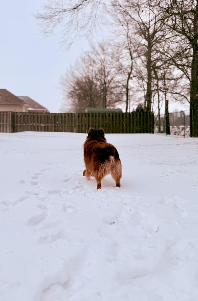 dog looking out at snow