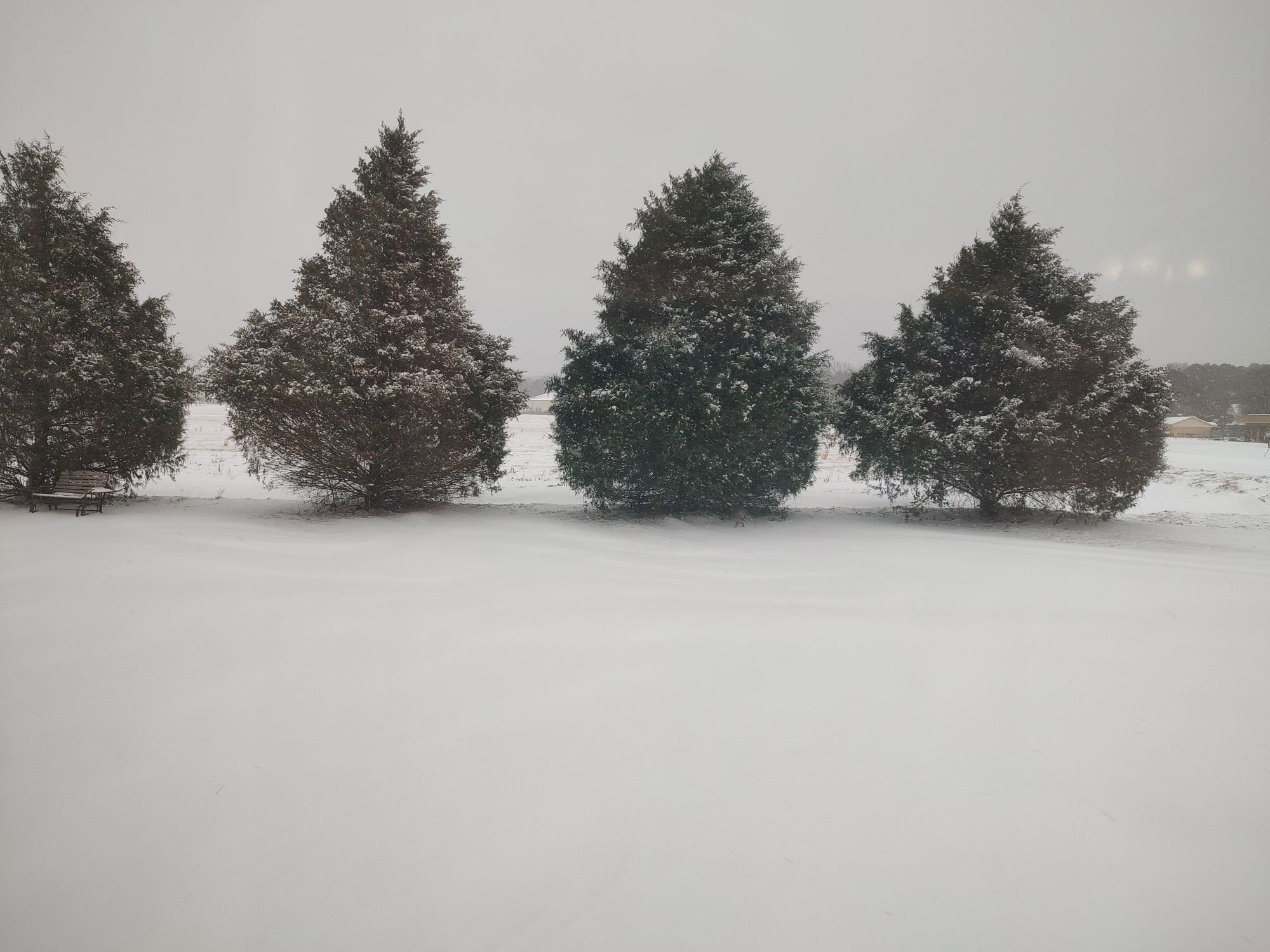 4 squat trees in the snow in Bono
