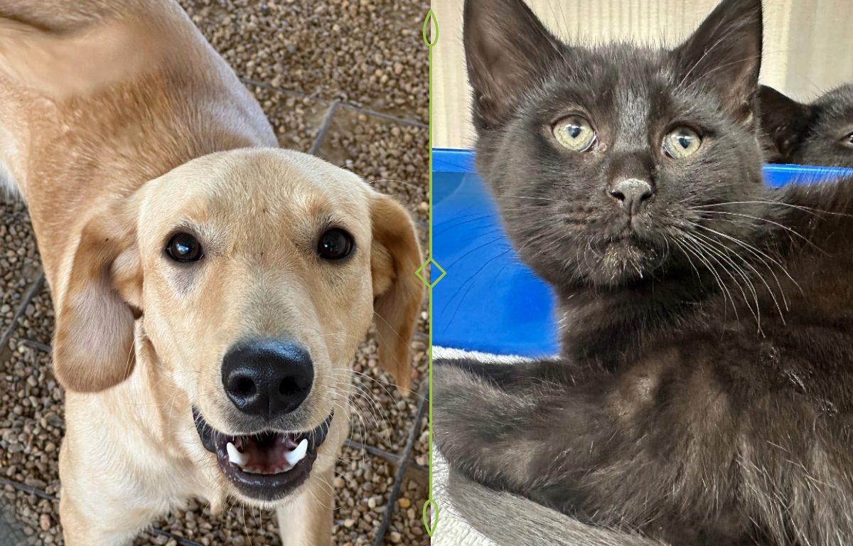 a white/tan dog (left) and a gray cat (right) for adoption