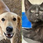 a white/tan dog (left) and a gray cat (right) for adoption