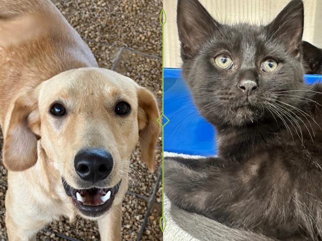 a white/tan dog (left) and a gray cat (right) for adoption