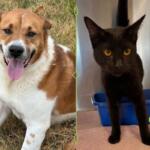 a brown and white dog (left) and a black cat (right