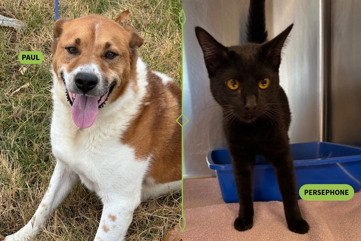 a brown and white dog (left) and a black cat (right