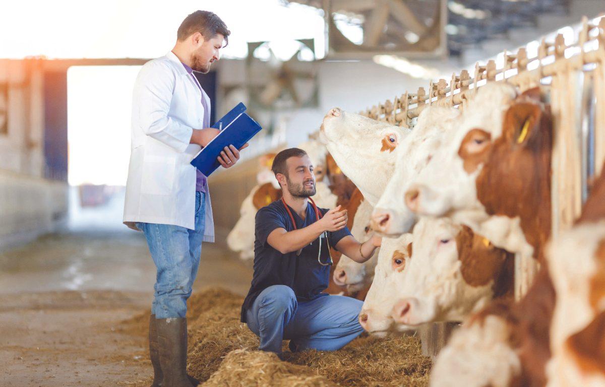 two men in jeans exam dairy cows. one man has a blue folder