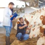 two men in jeans exam dairy cows. one man has a blue folder