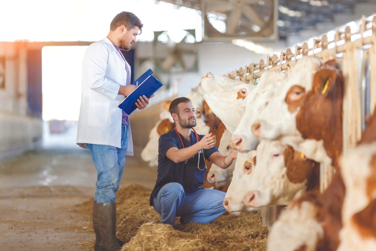 two men in jeans exam dairy cows. one man has a blue folder