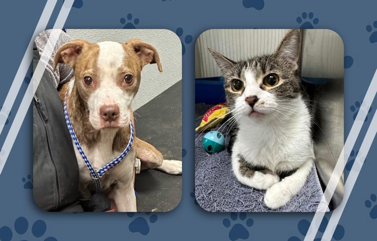 Janet and Starla Pets of the week