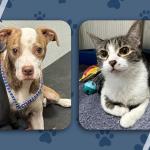 Janet and Starla Pets of the week