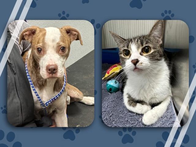 Janet and Starla Pets of the week