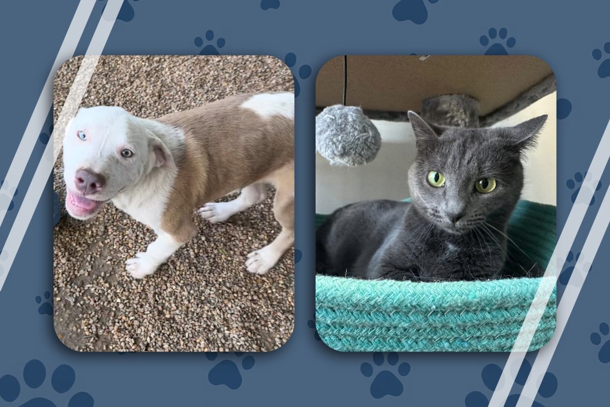Pets of the Week – Feb. 9