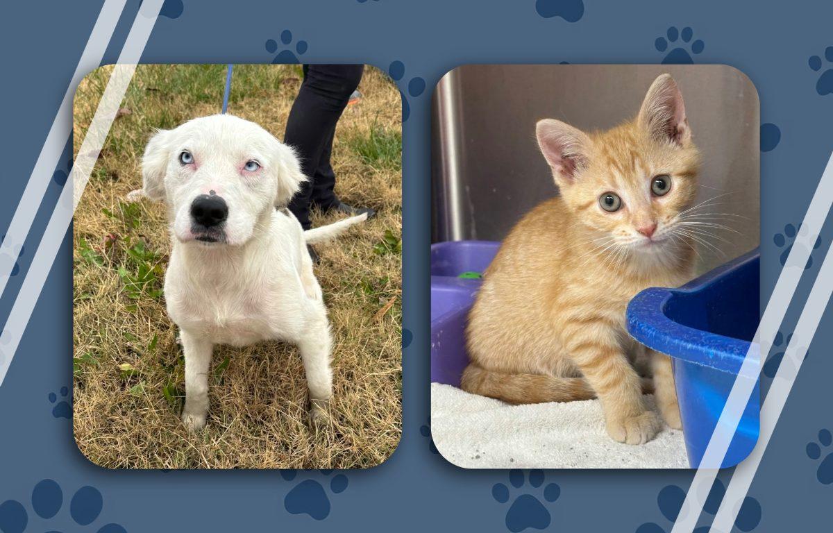 Pets of the week - dog, Blizzard and cat, Stuffing