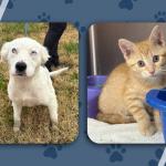 Pets of the week - dog, Blizzard and cat, Stuffing