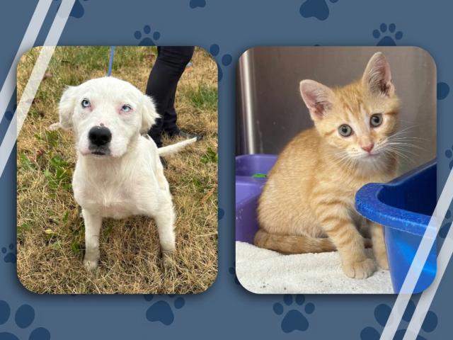 Pets of the week - dog, Blizzard and cat, Stuffing