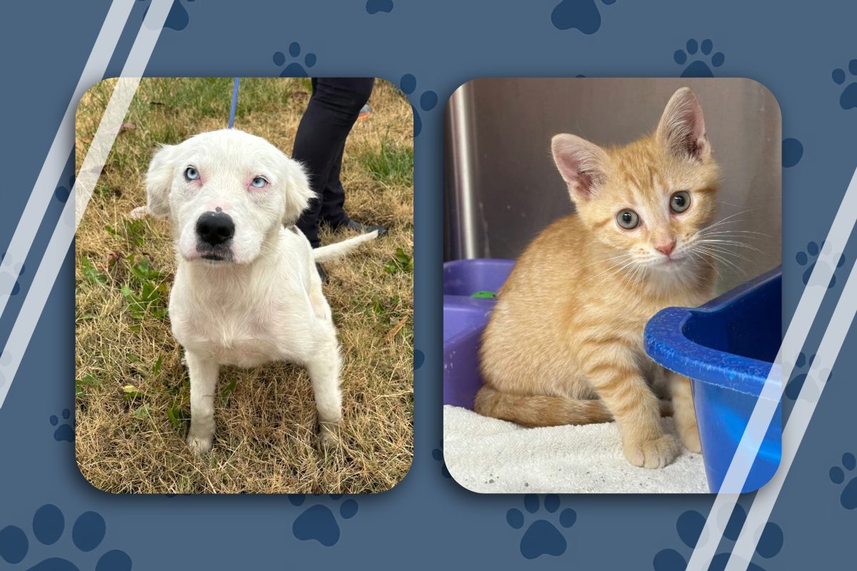 Pets of the week - dog, Blizzard and cat, Stuffing