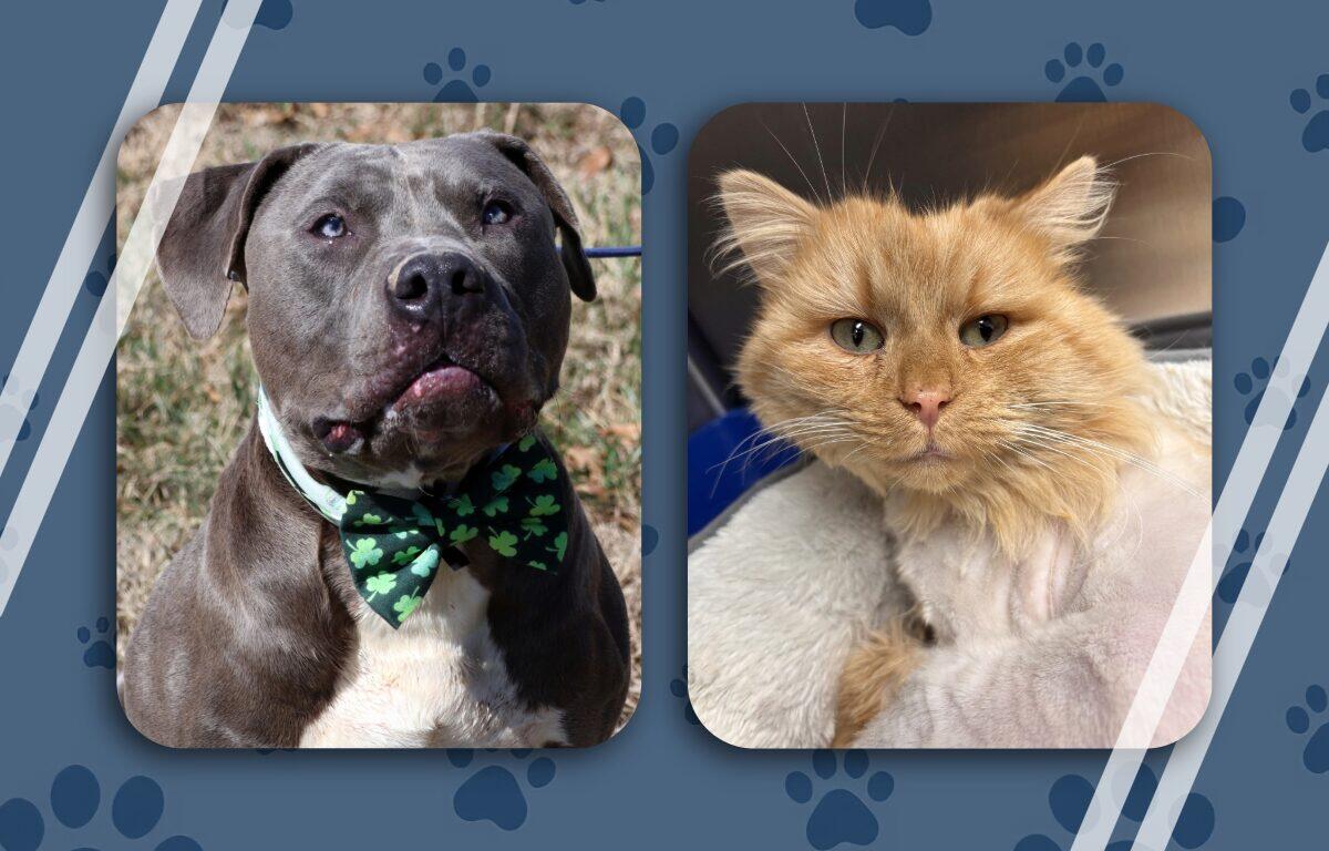 Otis and Ice King - black bully and orange tabby