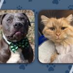 Otis and Ice King - black bully and orange tabby