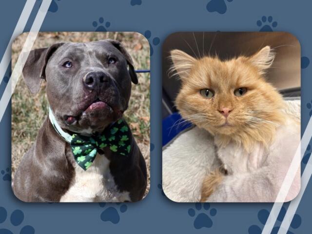 Otis and Ice King - black bully and orange tabby