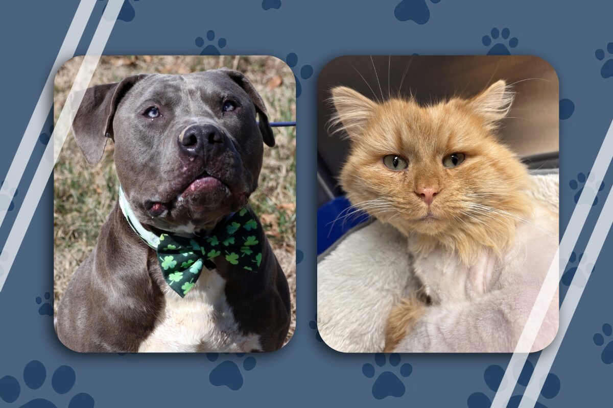 Otis and Ice King - black bully and orange tabby