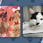 NEAHS Pets of the Week 3/16