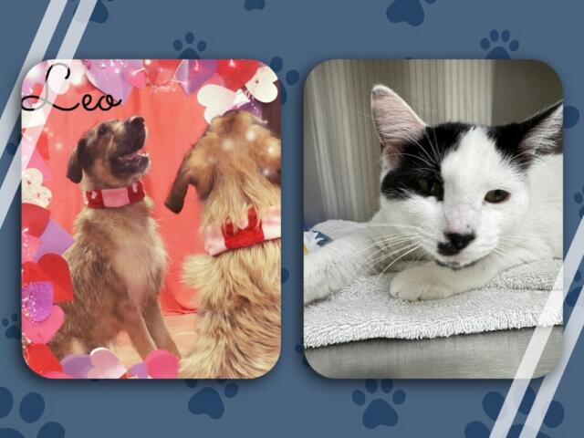 NEAHS Pets of the Week 3/16