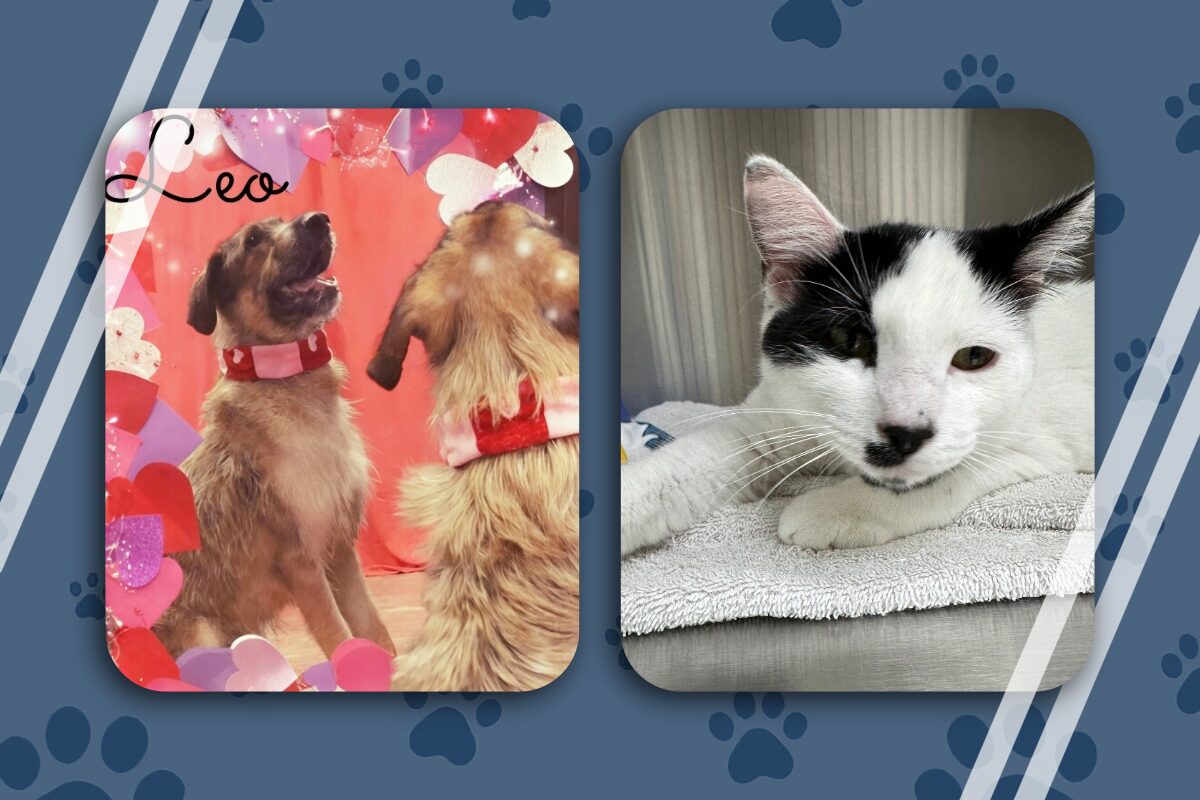 NEAHS Pets of the Week 3/16