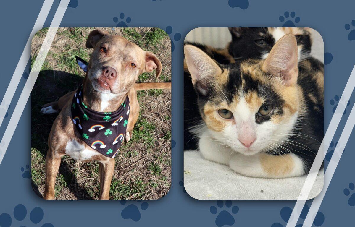 Chrissy and Nala pets of the week