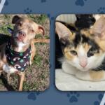 Chrissy and Nala pets of the week