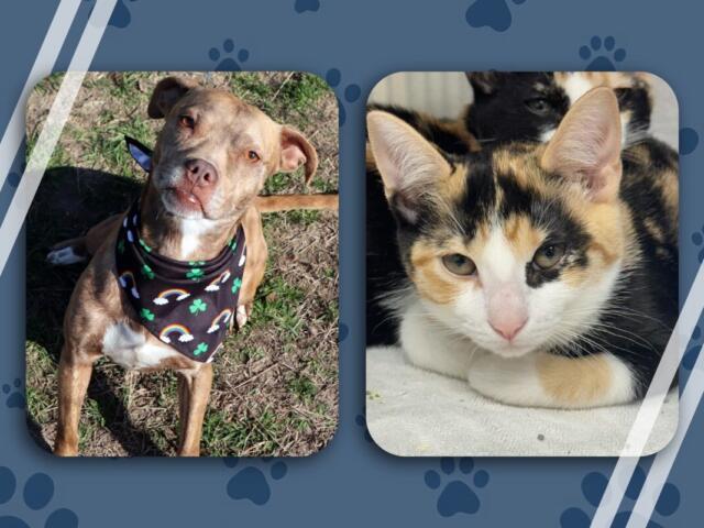 Chrissy and Nala pets of the week