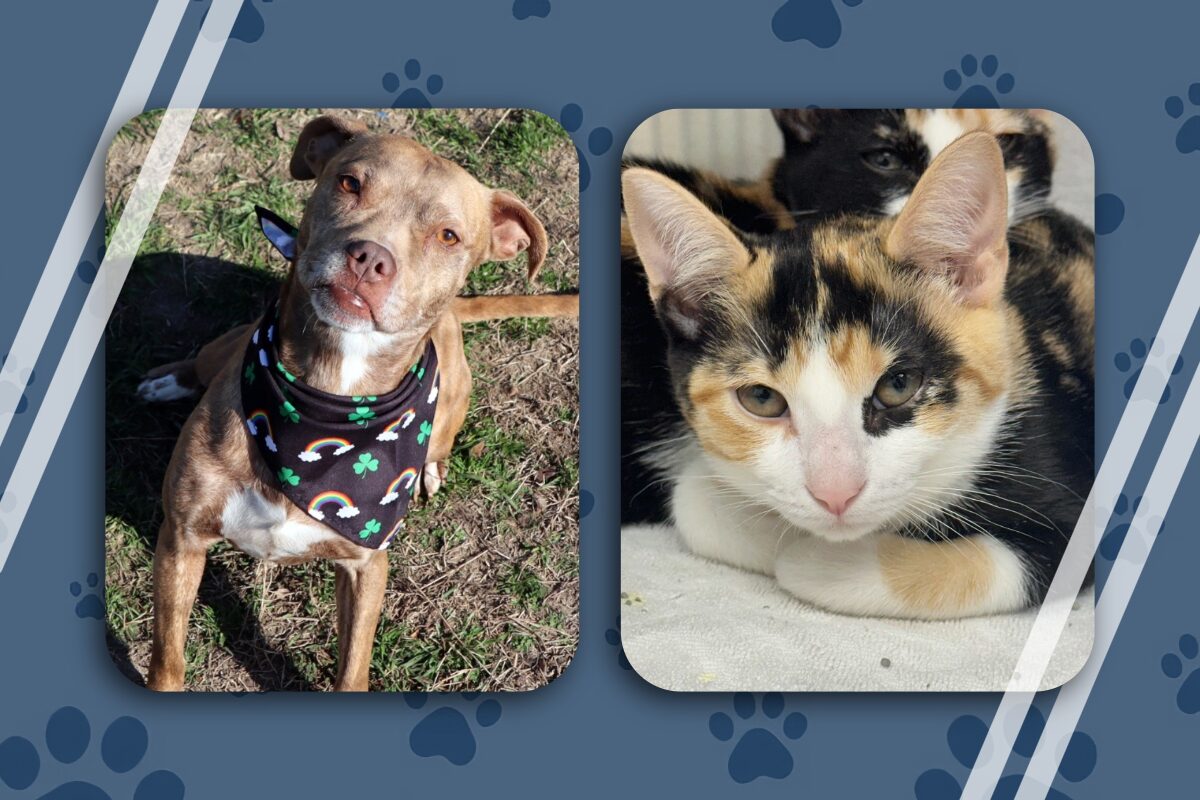 Chrissy and Nala pets of the week