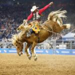 Rodeo rider in a white cowboy hat and red shirt bucking a brown horse in an arena, with a cheering crowd in the stands.