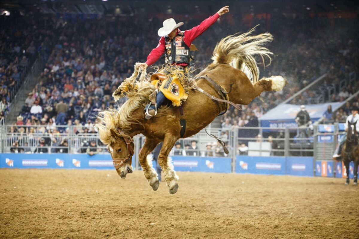 Rodeo rider in a white cowboy hat and red shirt bucking a brown horse in an arena, with a cheering crowd in the stands.