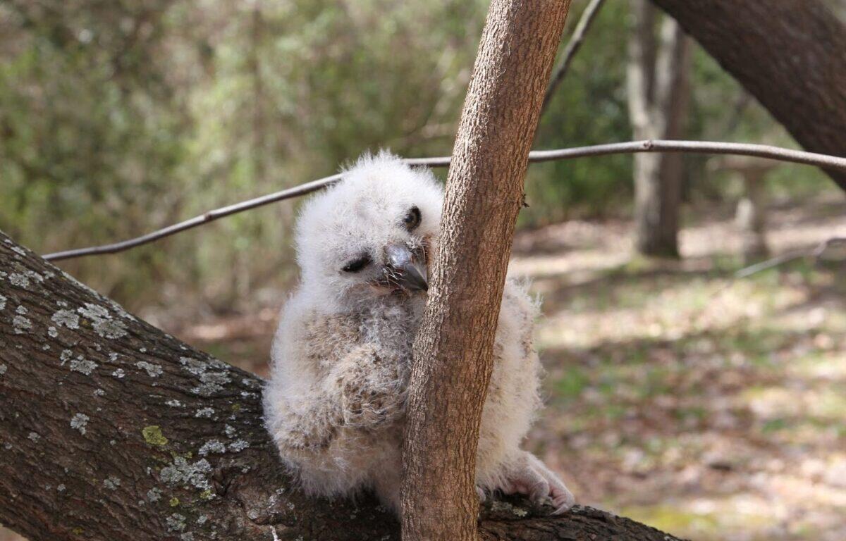 Young fluffy owl perched on a tree branch in a wooded area, peeking around the trunk.