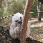 Young fluffy owl perched on a tree branch in a wooded area, peeking around the trunk.