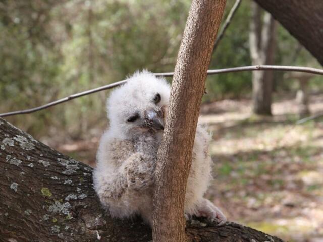 Young fluffy owl perched on a tree branch in a wooded area, peeking around the trunk.