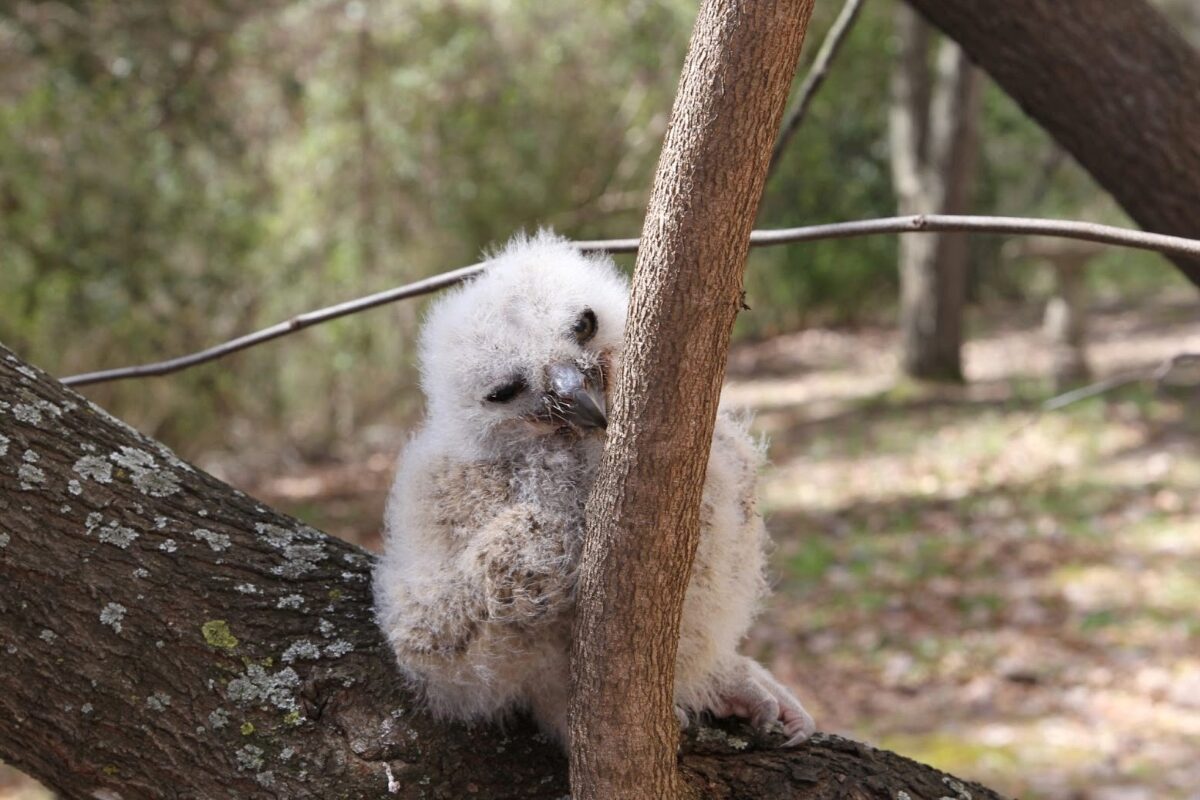 Young fluffy owl perched on a tree branch in a wooded area, peeking around the trunk.