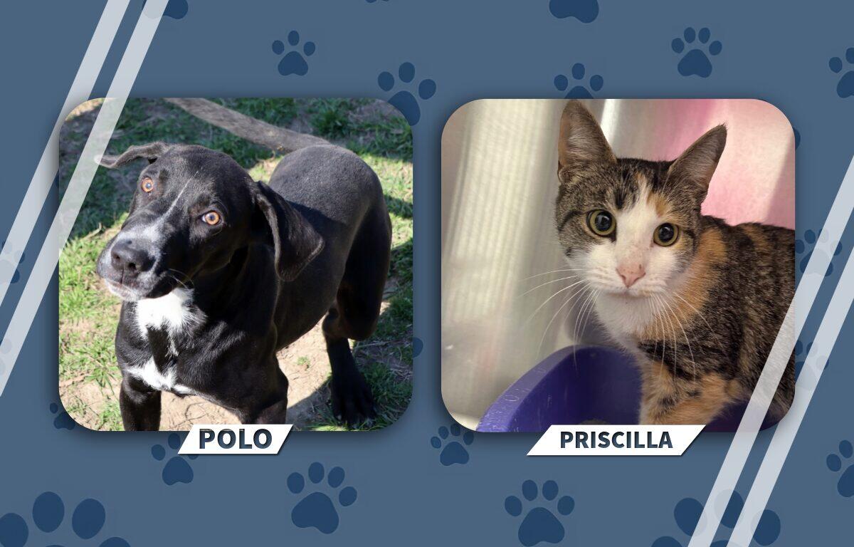 Graphic of two pets: Polo the black-and-white dog on the left and Priscilla the calico cat on the right, set against a paw-print blue background with rounded frames and name banners.