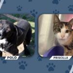 Graphic of two pets: Polo the black-and-white dog on the left and Priscilla the calico cat on the right, set against a paw-print blue background with rounded frames and name banners.