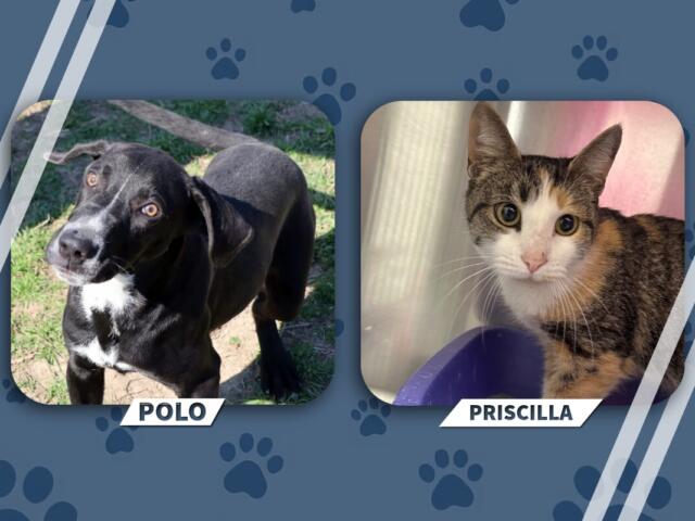 Graphic of two pets: Polo the black-and-white dog on the left and Priscilla the calico cat on the right, set against a paw-print blue background with rounded frames and name banners.