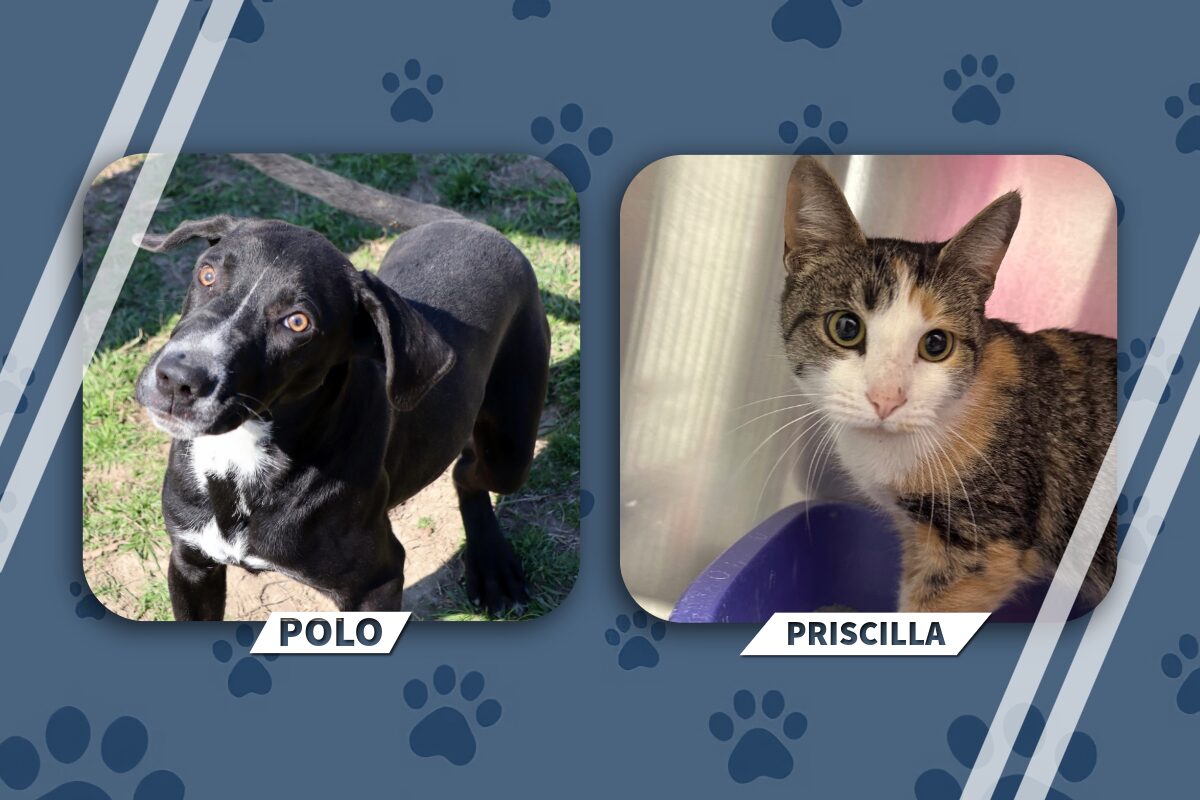 Graphic of two pets: Polo the black-and-white dog on the left and Priscilla the calico cat on the right, set against a paw-print blue background with rounded frames and name banners.