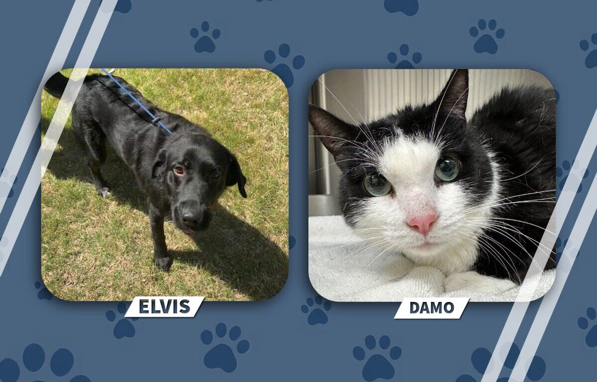 Elvis the black dog standing on grass on the left, and Damo the black-and-white cat resting on a towel on the right.