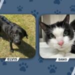 Elvis the black dog standing on grass on the left, and Damo the black-and-white cat resting on a towel on the right.